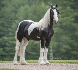 2013 Filly by Tia and Pearlie King