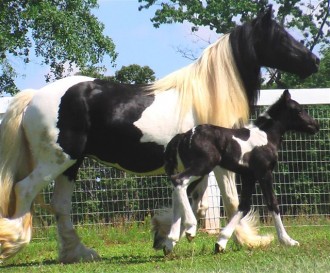 The Black Faced Mare