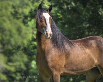 Leena - 2014 Mare for Sale