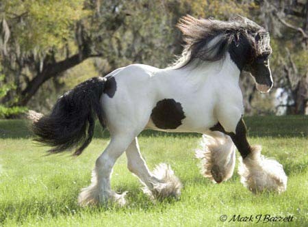 Stillwater Farm: Our Horses - Gypsy Vanner Horses - Cashiers, North